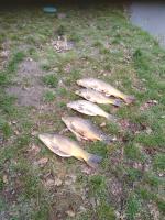 Die Karpfenstrecke